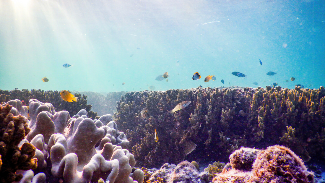 Restoring Ocean Health: Planting Coral Reefs and Mangrove Trees